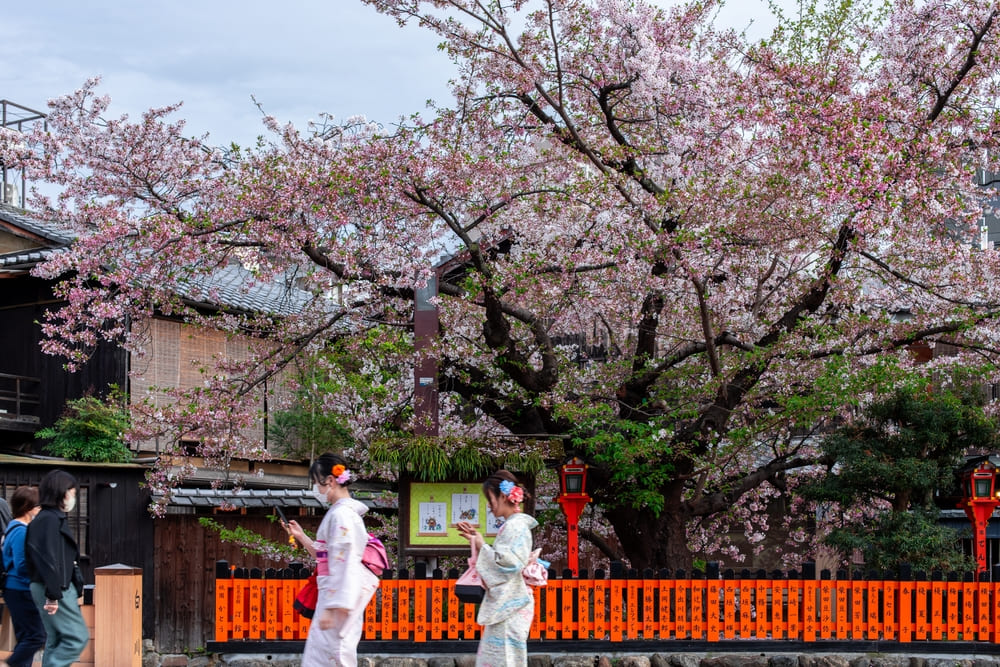 fioritura-ciliegi-tokyo