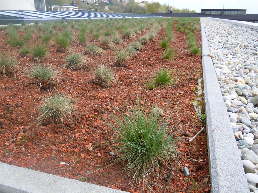 iglu-green-roof