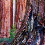 Sequoie giganti, Yosemite National Park, California, Stati Uniti | ©Art Wolfe