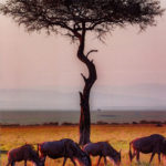 Praterie nella riserva nazionale di Masai Mara, Kenya | ©Art Wolfe