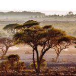 Praterie nel campo nazionale di Amboseli, Kenya | ©Art Wolfe