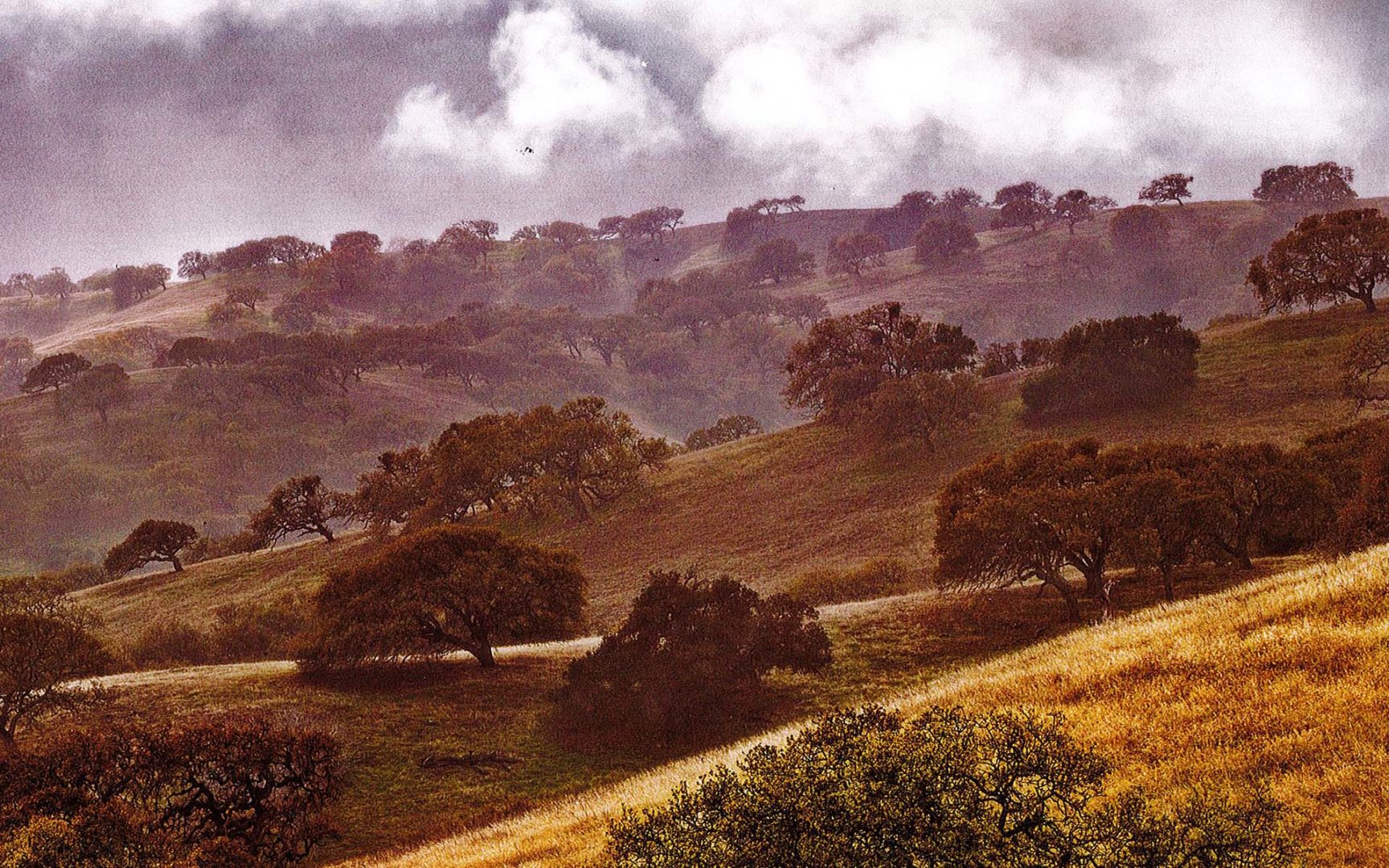 Foreste di querce, Henry W. Coe State Park, California, Stati Uniti | ©Art Wolfe