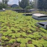 Rockwool il tetto verde