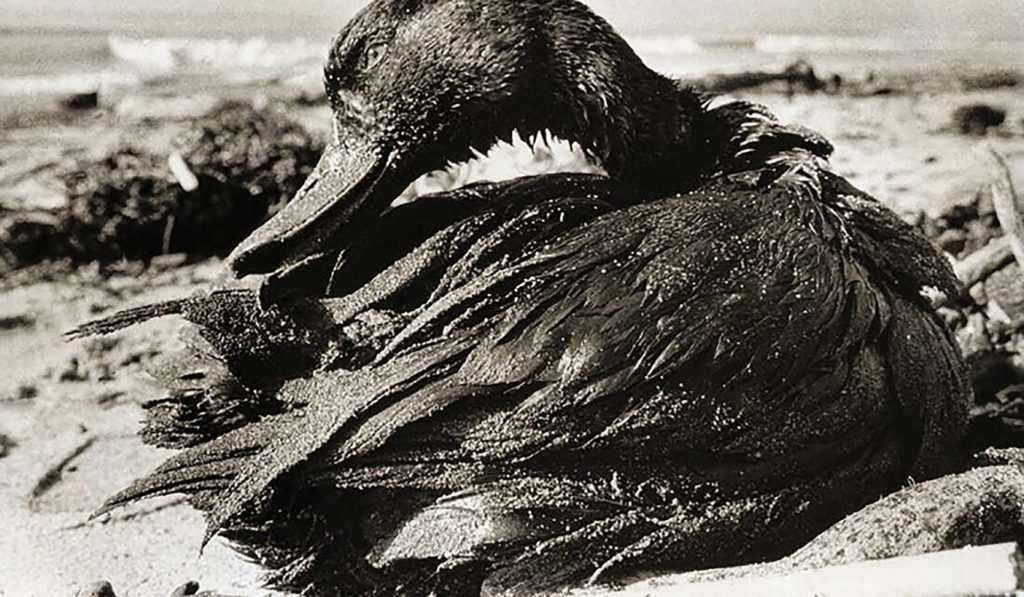 Disastro petrolifero di Santa Barbara, gennaio 1969 | @Bettmann