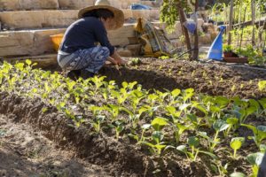 Le micro coltivazioni gestite dagli abitanti rappresentano un dispositivo educativo e comunitario, rafforzando la resilienza alimentare e il coinvolgimento diretto dei residenti nella gestione sostenibile del suolo