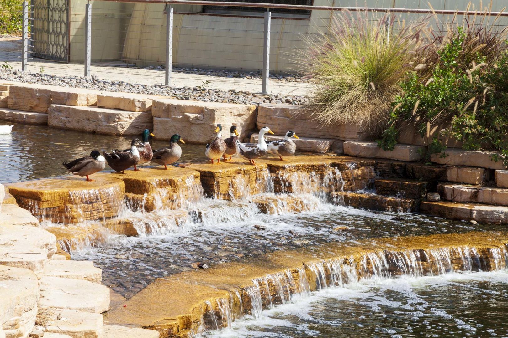 Sistemi idrici circolari e paesaggio attivo: il riciclo delle acque reflue alimenta specchi d’acqua multifunzionali, che favoriscono raffrescamento climatico, biodiversità urbana e qualità ecologica degli spazi pubblici