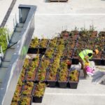 Inserimento delle vasche verdi sul green wall