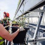 Inserimento delle vasche verdi sul green wall